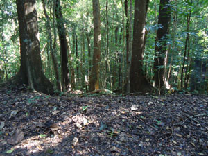 Vivid types of Trees and plants at UdawattaKele fotest